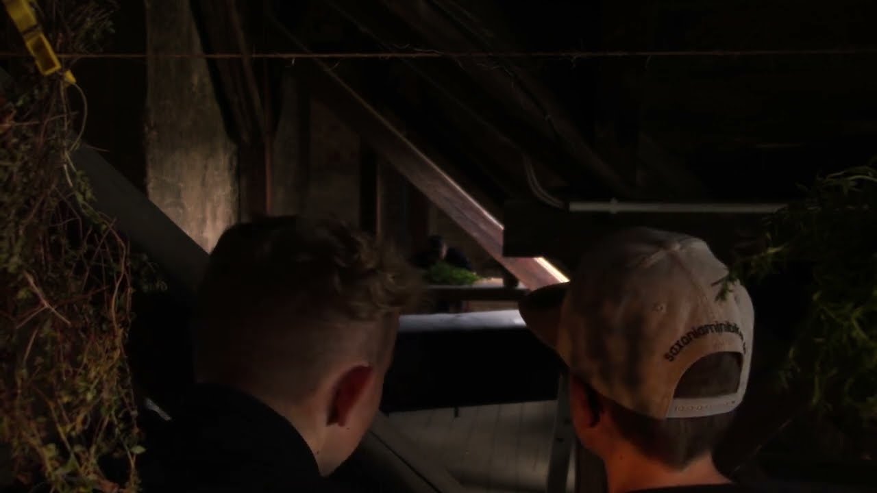 Zwei Dumme und ein Büschel