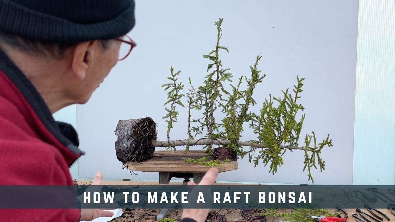 Как сделать бонсай из плота