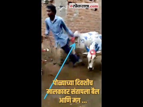 संतापलेल्या बैलाने मालकाला ‘अशी’ घडवली अद्दल |Bhandara