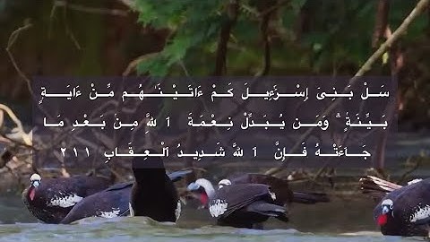 سورة البقرة - الصفحة ٣٣ - من الآية ٢١١ إلى ٢١٥ - ألشيخ عبدالله السلامي