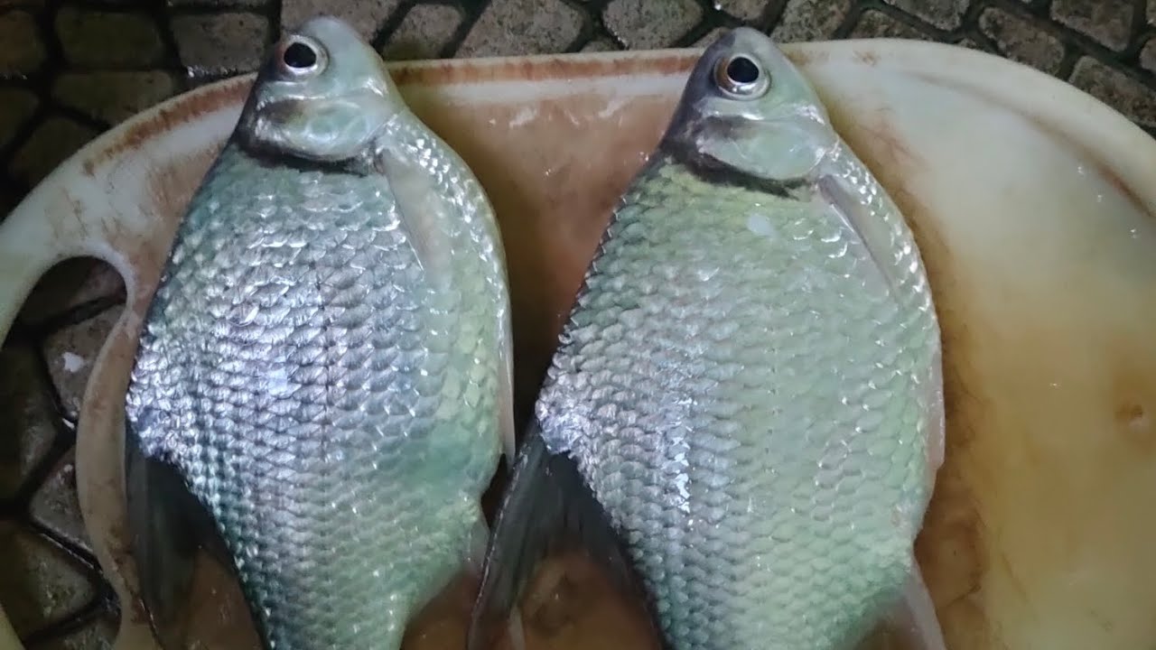 Video lucu mancing ikan. 🎣 