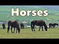 Horses  extremely satisfying of horses grazing  8 hours 