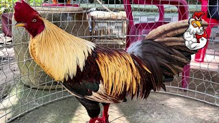 Top 10 How to Keep Gamefowl Healthy