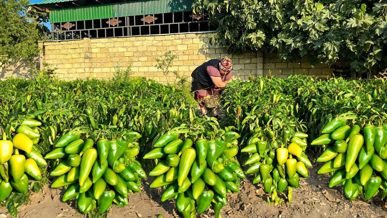 Harvesting Bell Peppers and Making Stuffed Pickles for the Winter - YouTube