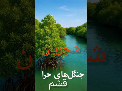 تو مثل خون تو رگهامی همایون شجریان همایون شجریان موسیقی سنتی قشم عاشقانه