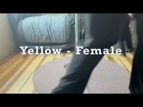 S litter von Fallamhain - 4 week barrier individual challenge