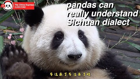 Panda Express: It turns out that giant pandas can really understand Sichuan dialect 原来大熊猫真能听懂四川话啊
