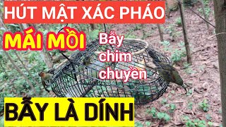 HÚT MẬT XÁC PHÁO MÁI HÓT | Tiếng chim hút mật xác pháo mái mồi hót