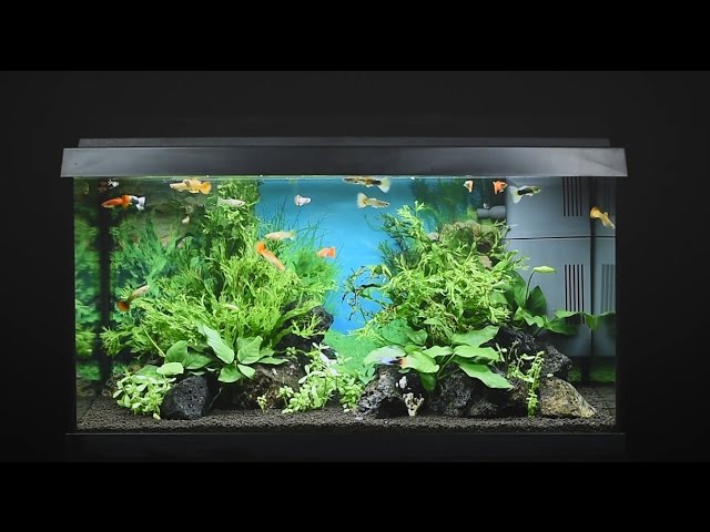 Juwel Aquarium Primo 60 - 60l Einrichtungsbeispiel / Tutorial