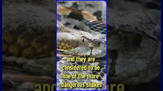 HOW FAST IS A RATTLESNAKE STRIKE?!