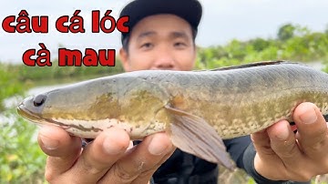 Một Ngày Lure Cá Lóc Dạo Ở Cà Mau || Chí Toàn Fishing