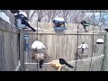 Live Bird Cam - Oklahoma