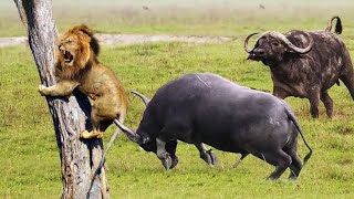 Animal Fight Club Buffalo Attack In Lion Animal Sound Animal World