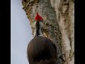 Pileated Woodpecker calling and pecking wood