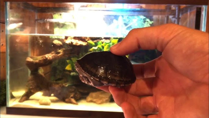 World's Smallest Turtle! 