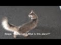 Somali cats exploring new home (& cockroach) の動画、YouTube動画。