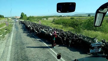 Yörük Göçü - Yörükler Göç Yolunda Davarlarıyla