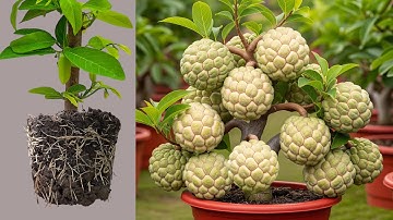 How To Propagate Sweetsop Tree From Cutting With Egg and Aloe Vera, how to growing sweetsop tree