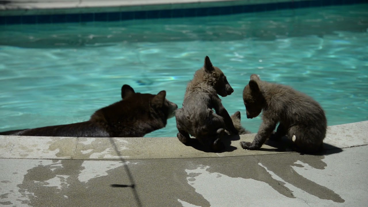 Mama bear and her 3 cubs - YouTube