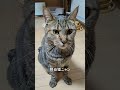 ママに感謝する(=^・^=)楓