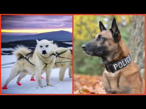 Video: 7 trabajos que los perros hacen y las razas más populares utilizadas para ellos