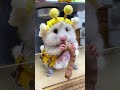 #hamsters #hamster #mice