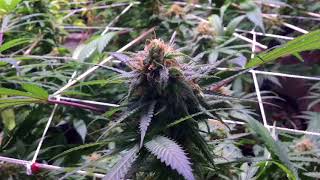 Black Jack Scrog under the HLG550: Week4 Day22 in flower