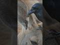 Raven vs Parasites – Nature’s Unexpected Cleanup Doctor! #wildlife #birds #nature #fyp