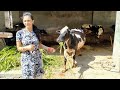 MORNING ROUTINE | BUFFALO/COW CLEANING & DRINKING WATER | PUNJAB LIFE