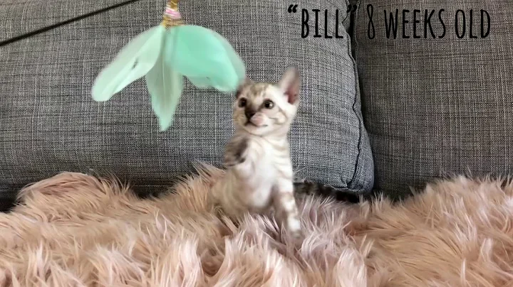 Video 11305991: lynx bengal kitten