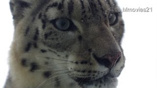 ガラス越し ユキヒョウに大接近~Snow Leopards
