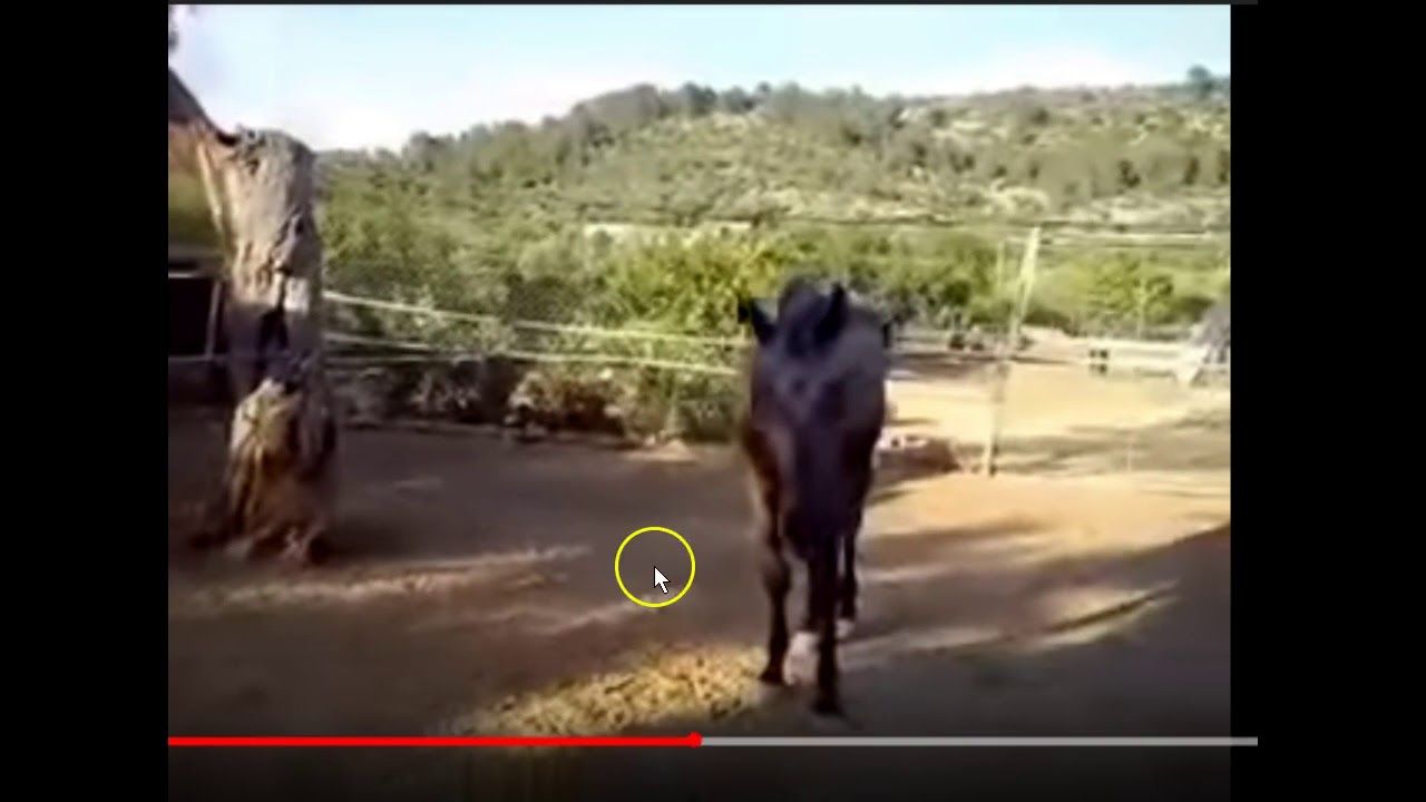 Skinny Horse Eats Chicken This Is Not Normal & Caused By Poor Human