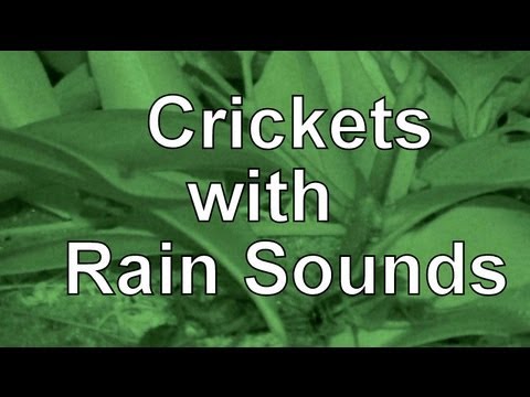 Rain Sounds with Crickets 2hrs "Natural Sound"