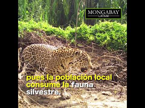 Venezuela: científicos intentan salvar población de jaguares en Zulia