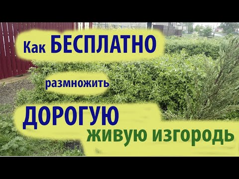 Живая изгородь. Размножение