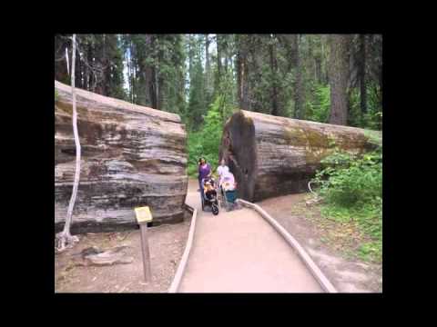 Our trip to calerveras big trees in a nutshell I had my trusty nikon d90 with me and took some great photos .. kit lens 18-105mm vr nikon tripos and remote If your interested in DSLR photography join facebook group " I love my DSLR" or YangMontoya Photography