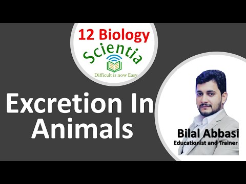 Excretion in Animals Part 1 I Chp 15 Homeostasis Lec 5 by Scientia I Urdu/Hindi