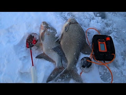 Вот это поклёвки! Ловля ЛЕЩА зимой на мормышку ! Зимняя рыбалка на леща!