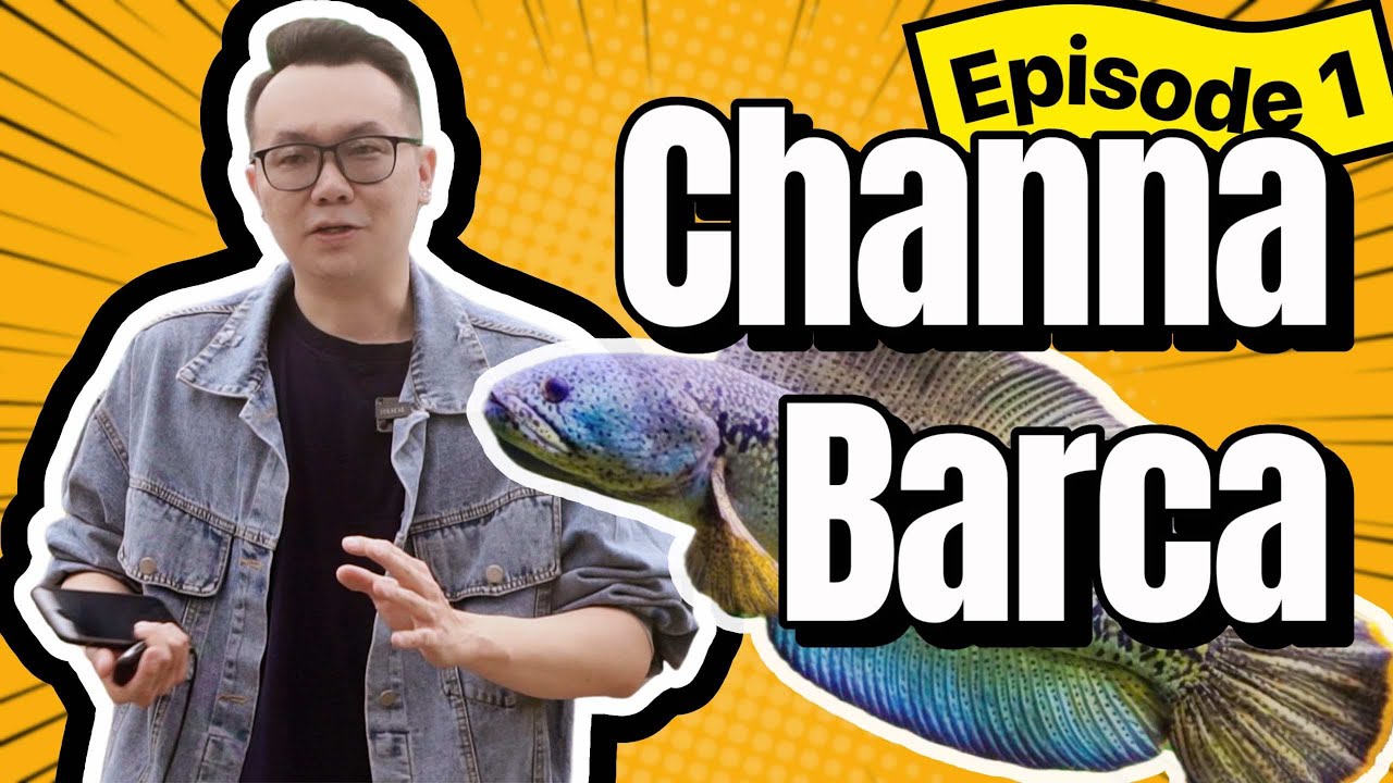 EP1: Buying Channa Barca =)