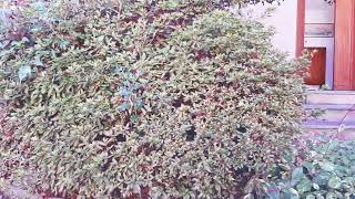 Case Gestite Ad Ivrea Con Grande Successo