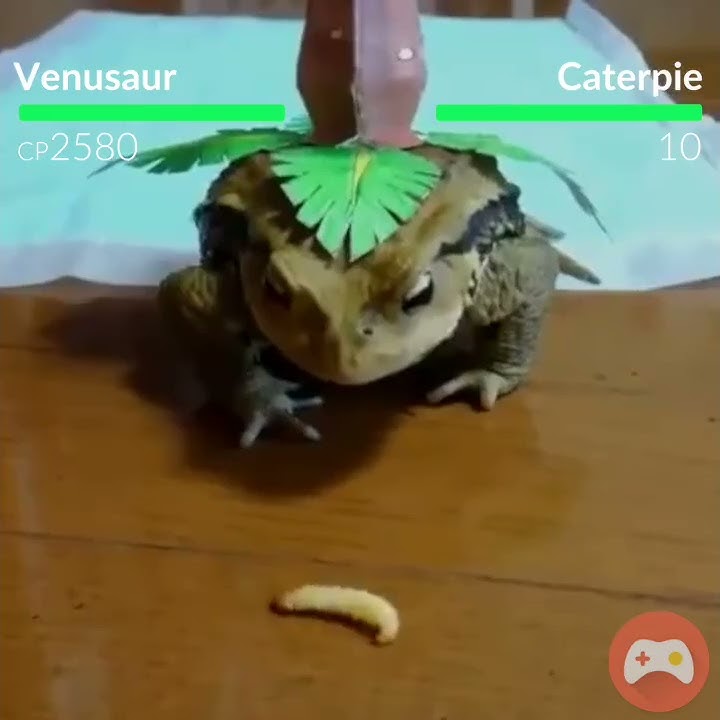 Real Life Pokemon GO Battle! *VENUSAUR VS CATERPIE* Super Realistic Augmented Reality AR Mode