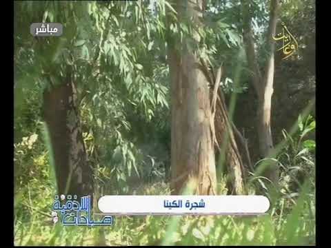 شجرة الكينا