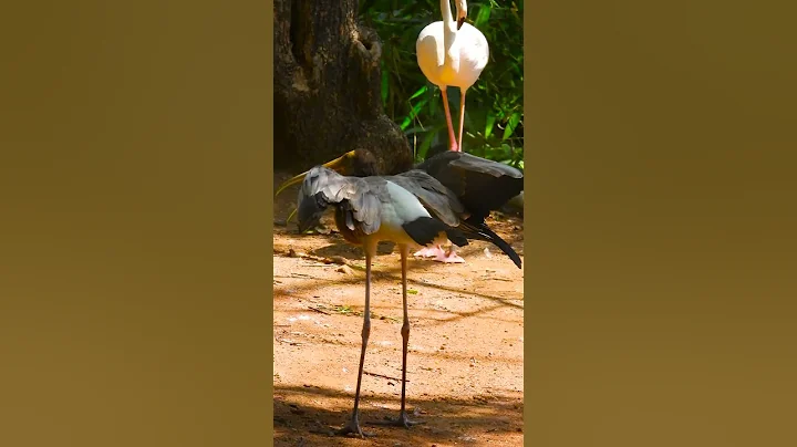 Tricolored Heron Habitat Exploring Wetlands #BirdsOfFlorida #BirdsOfTheEverglades #WildConservation