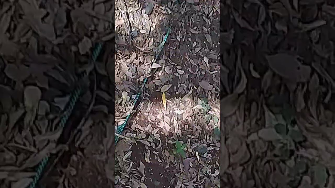 Six foot snake vs a spider wasp