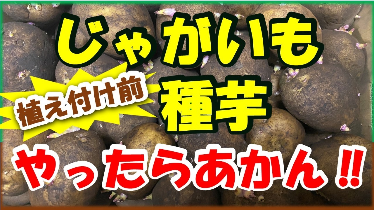 【じゃがいも】Km4 ご追加分 Seed potatoes] Things you should not do before planting - YouTube