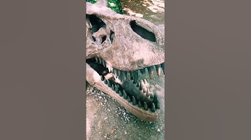 Thumbnail of I probably shouldnt have touched this... millions year old! 🦕 #fossils #dinosaurs #skeleton