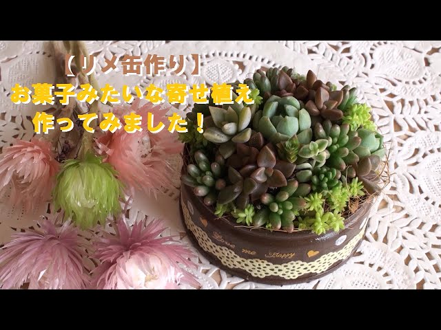 リメ缶＊DIY】リメイク缶・多肉植物☆寄せ植え☆多肉☆リメ鉢☆100