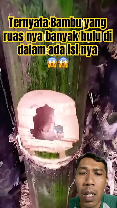 Hati hati dengan bambu yang banyak bulu bulu nya😱⁉️🚫#bambu#bambuadaisinya#shorts