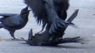 カラスの喧嘩 Quarrel Of Crow Youtube