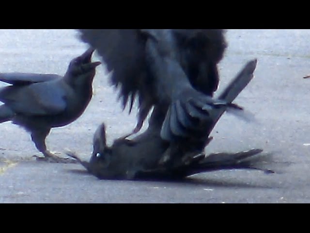 カラスの喧嘩 Quarrel Of Crow Youtube